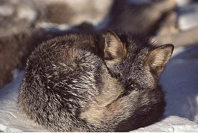 《女神异闻录3：Reload》与原版对比视频 画面更精美